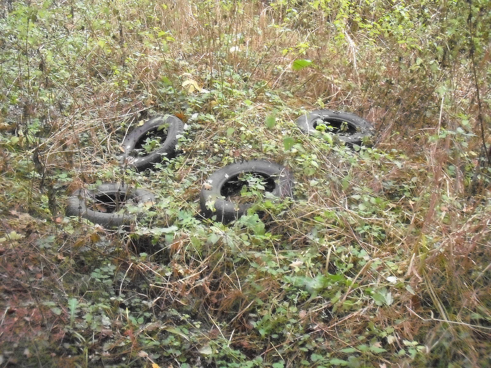 skládka zruč září 014