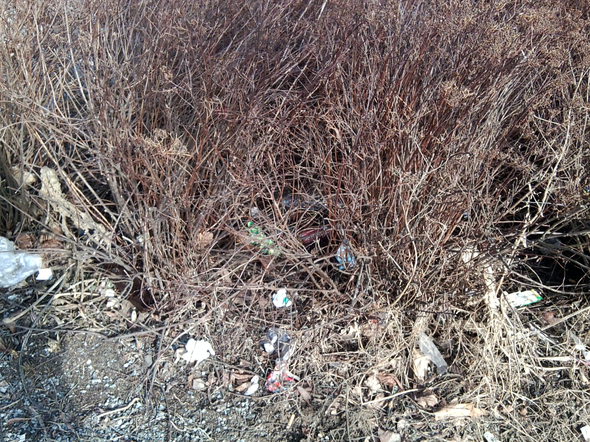 V keříkách u Tesca