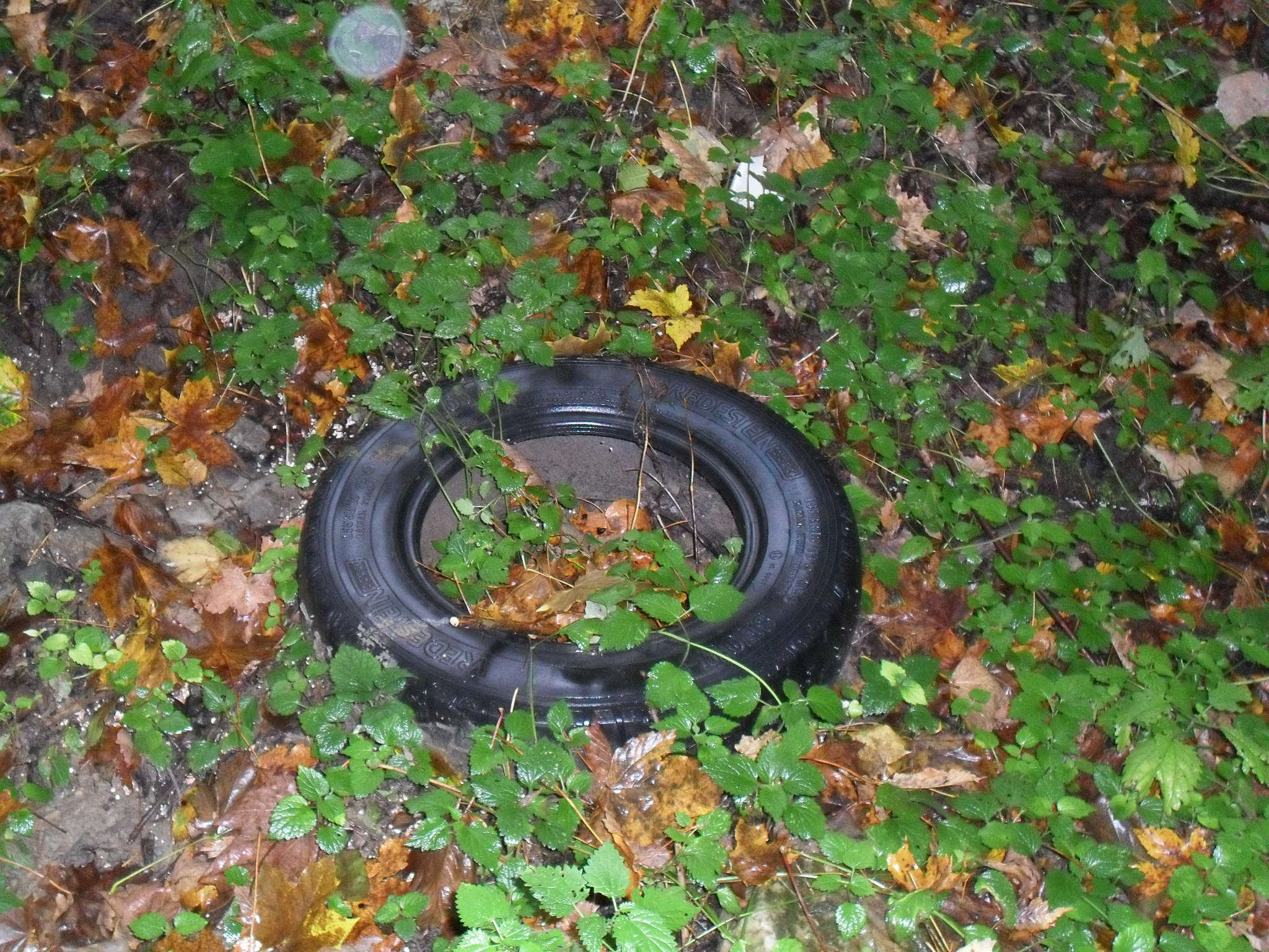 rokle říjen 2011 005