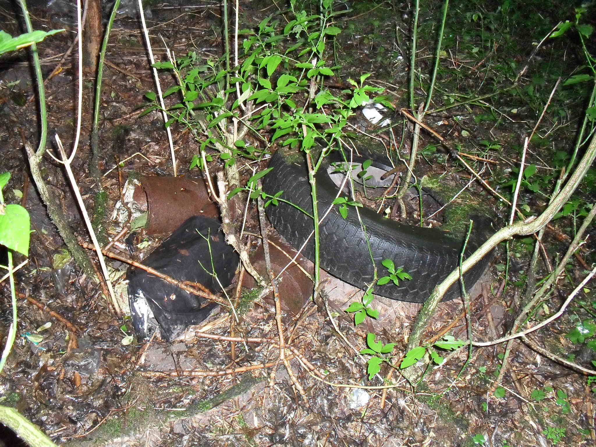 rokle říjen 2011 018