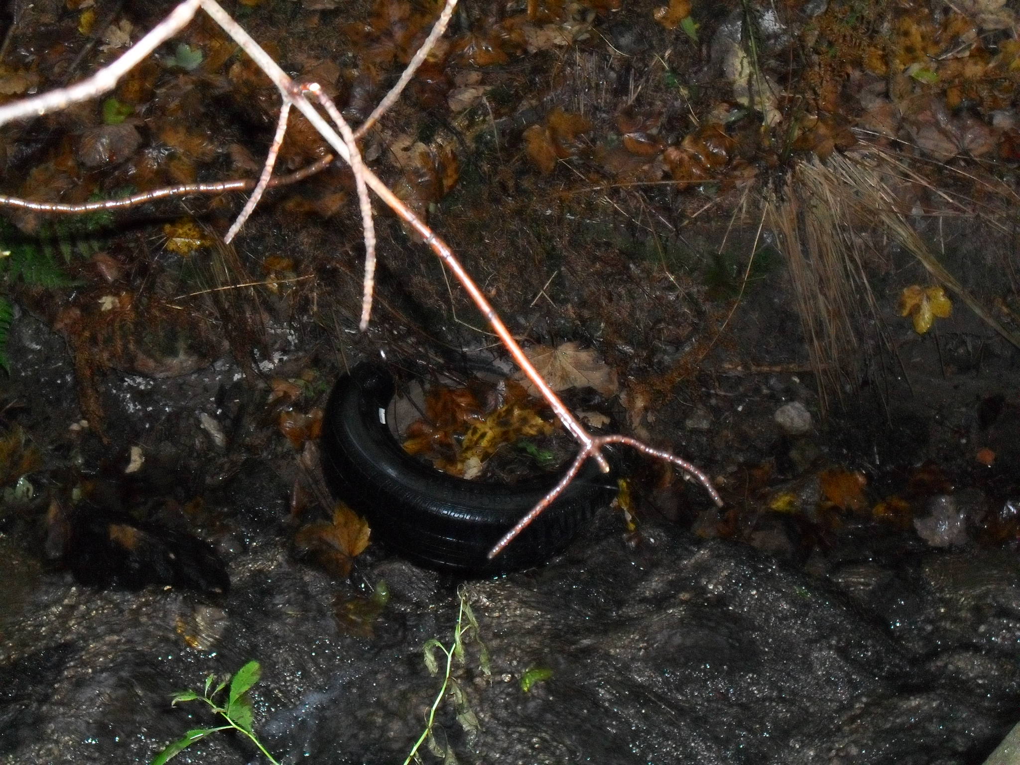 rokle říjen 2011 020