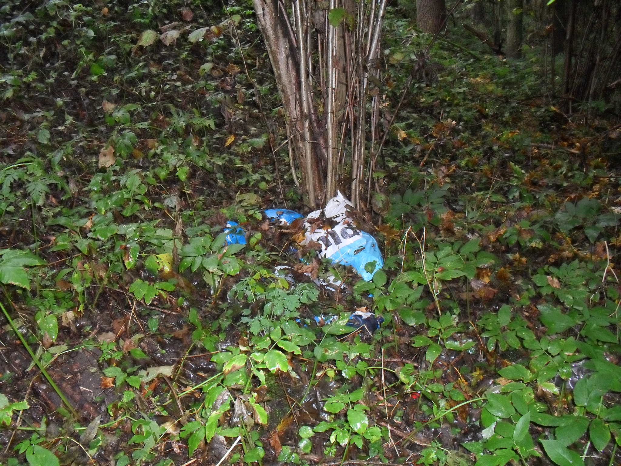 rokle říjen 2011 023