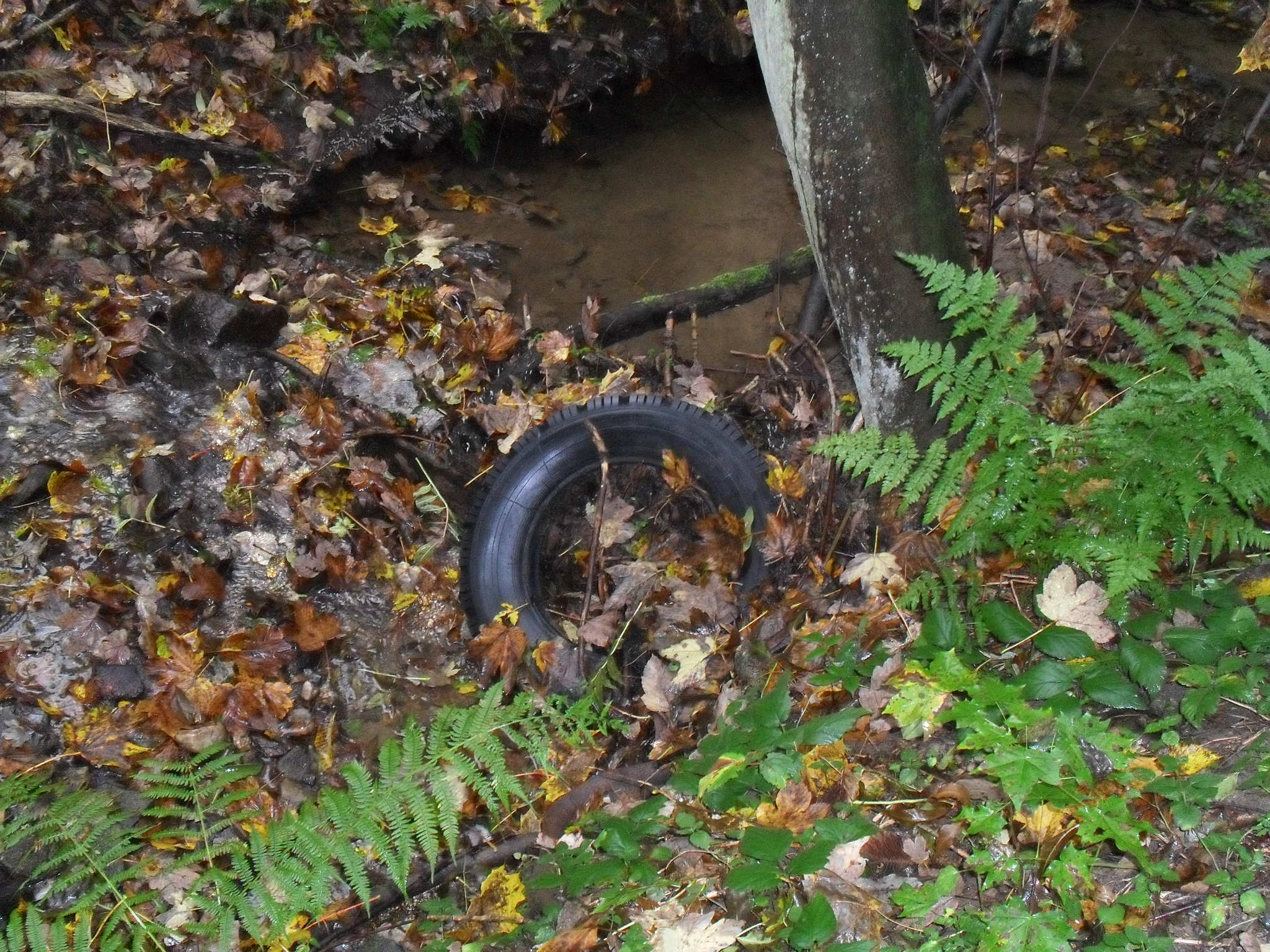 rokle říjen 2011 024