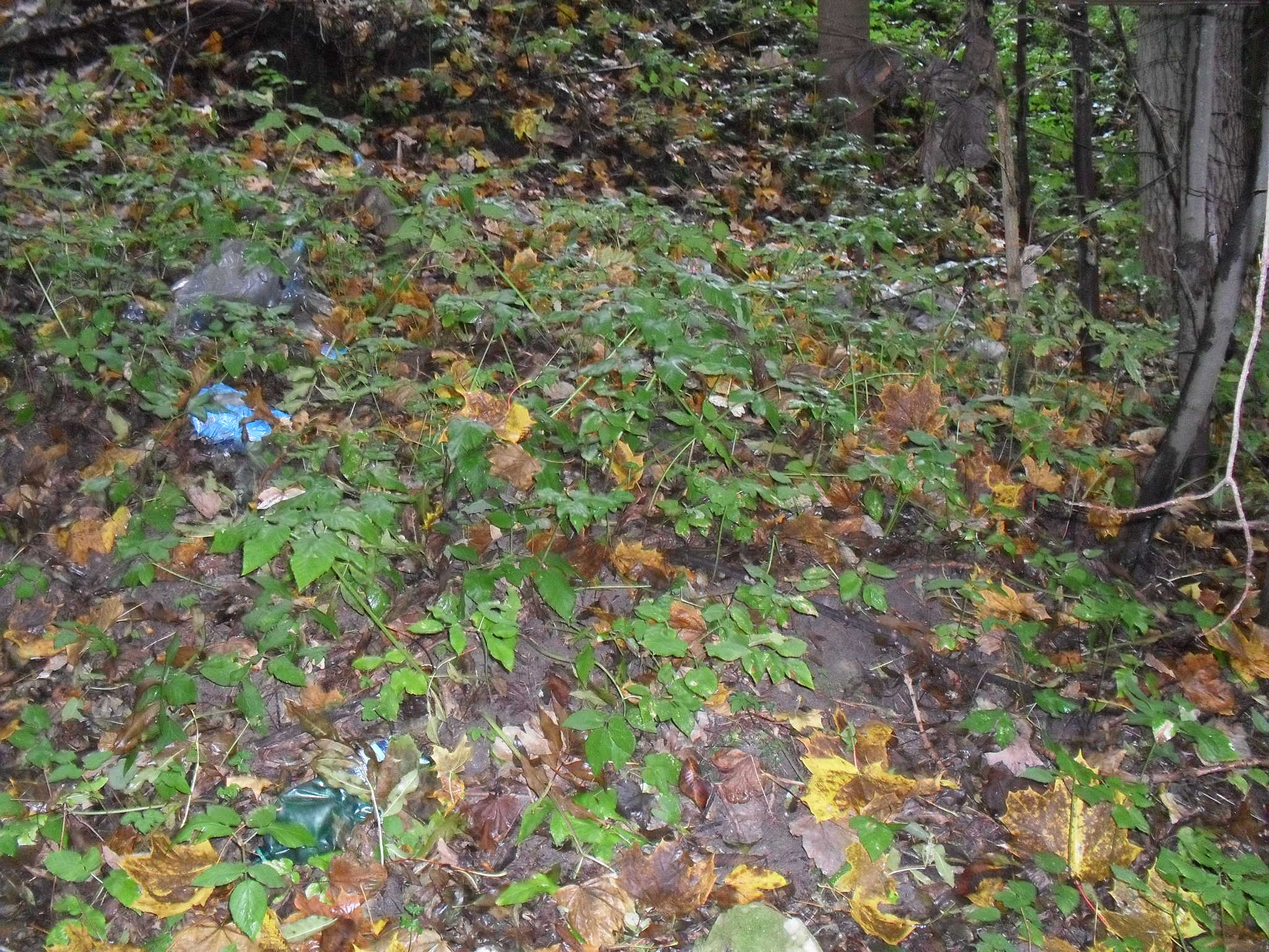 rokle říjen 2011 025