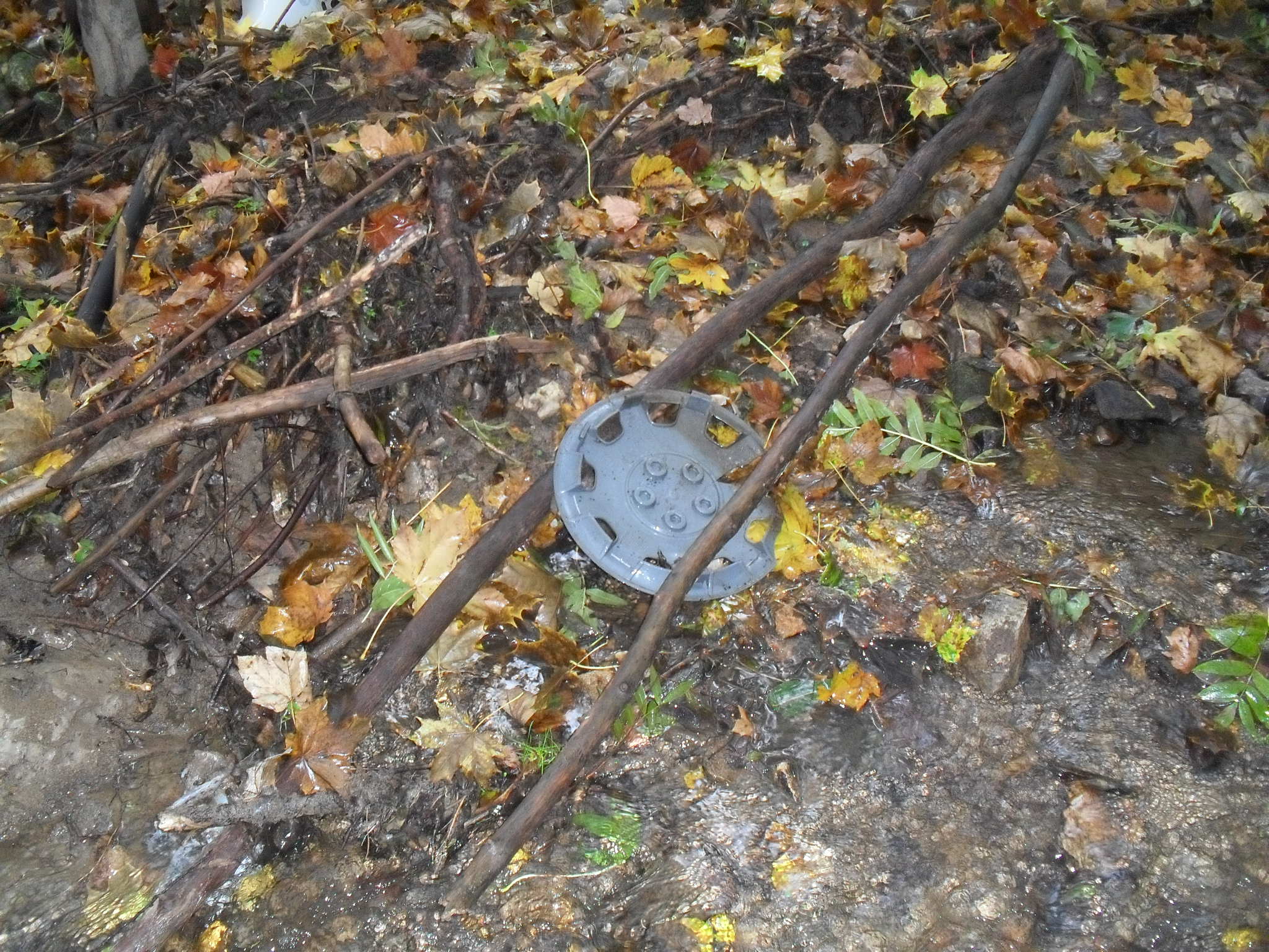 rokle říjen 2011 028